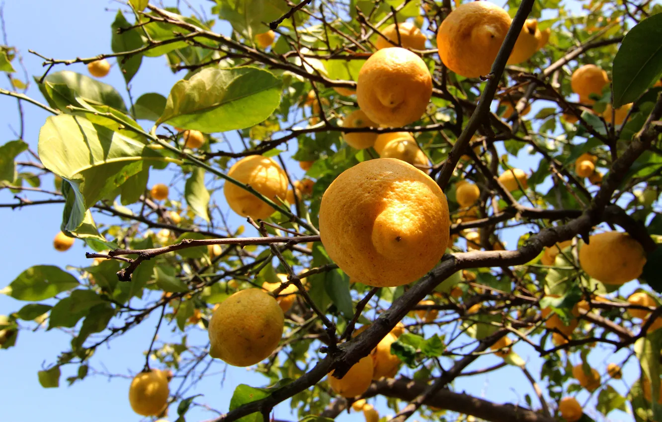 Photo wallpaper leaves, light, branches, yellow, lemon, fruit, a lot, hanging