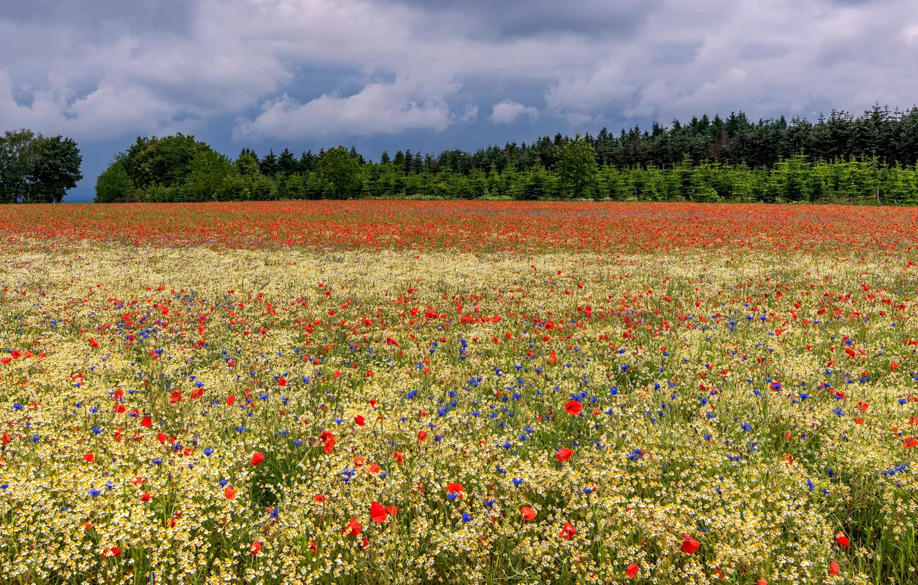 Photo wallpaper field, forest, summer, clouds, flowers, Maki, meadow, a lot