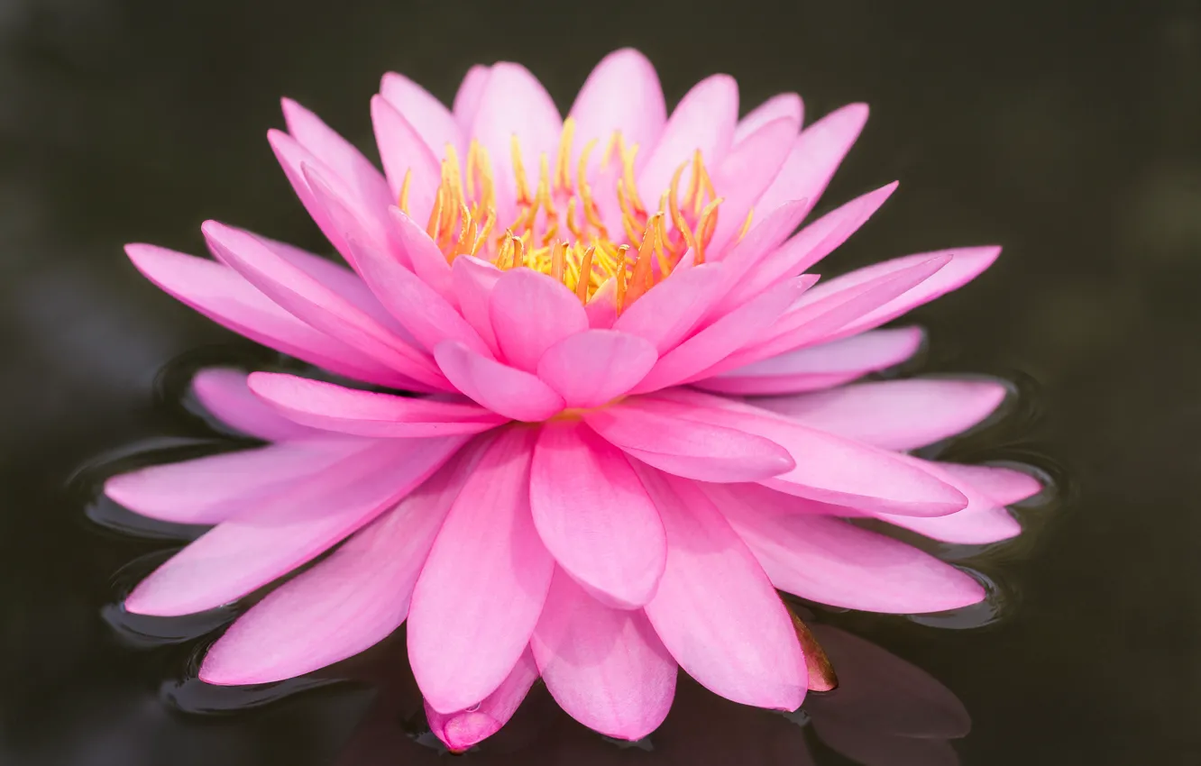 Photo wallpaper flower, macro, pink, Lotus