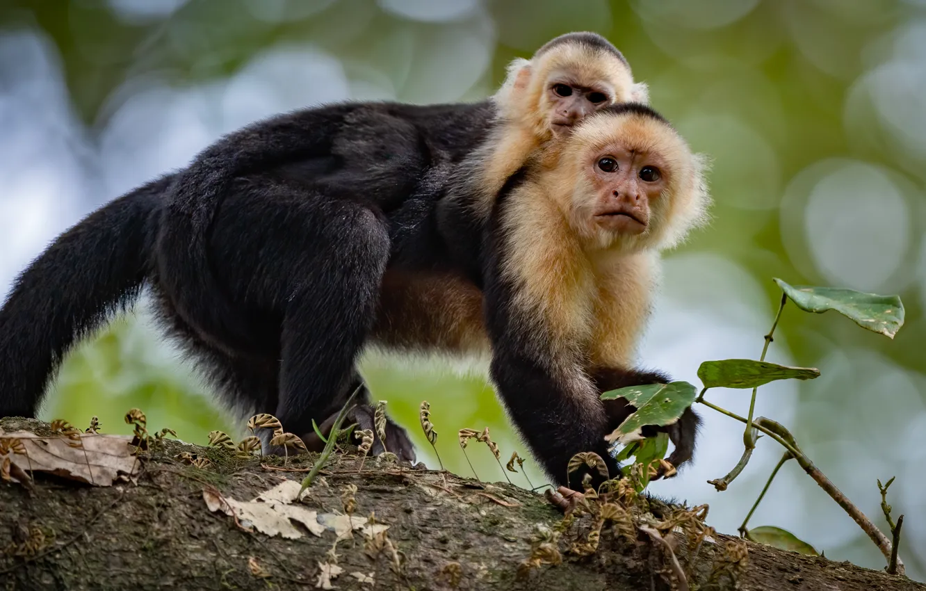 Photo wallpaper monkey, monkey, pose, look, mom, cub, Capuchin