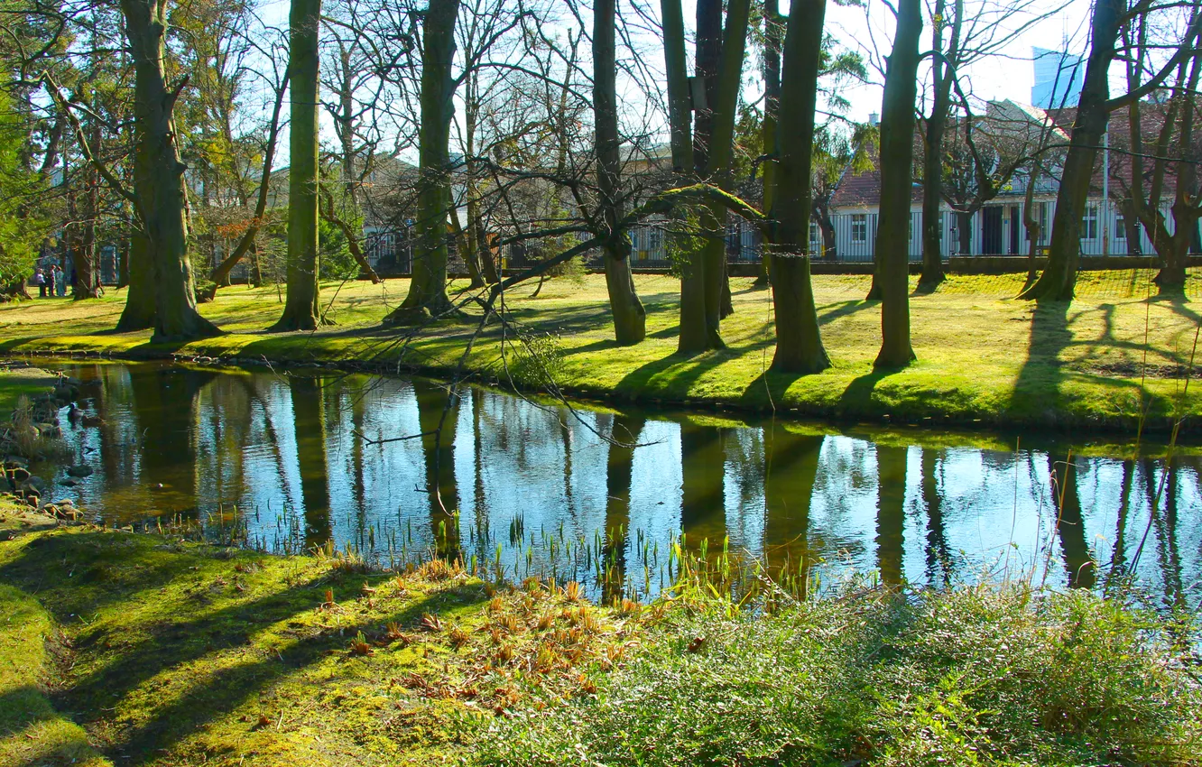 Photo wallpaper trees, water, park, pond