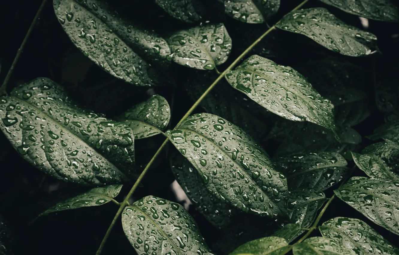 Photo wallpaper plant, Rain drops, Kabita Darlami