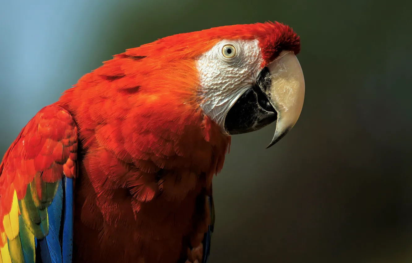 Photo wallpaper red, parrot, Ara