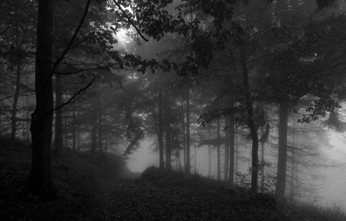 Photo wallpaper forest, trees, nature, fog, black and white, monochrome, path, monochrome