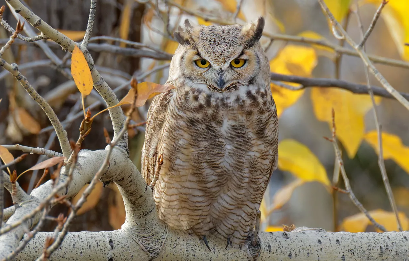 Photo wallpaper autumn, branches, owl, bird, foliage
