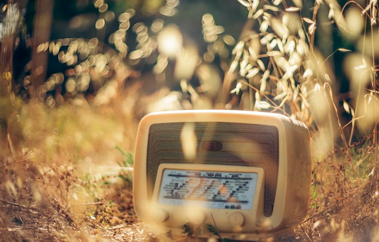 Photo wallpaper grass, macro, radio
