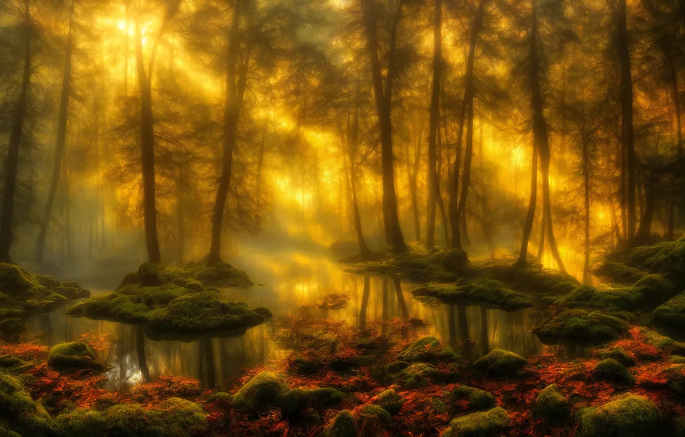 Photo wallpaper autumn, forest, rays, light, trees, branches, nature, fog