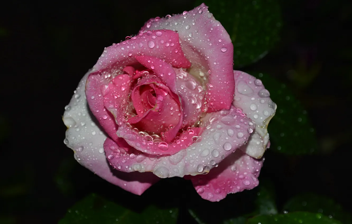 Photo wallpaper drops, rain, roses