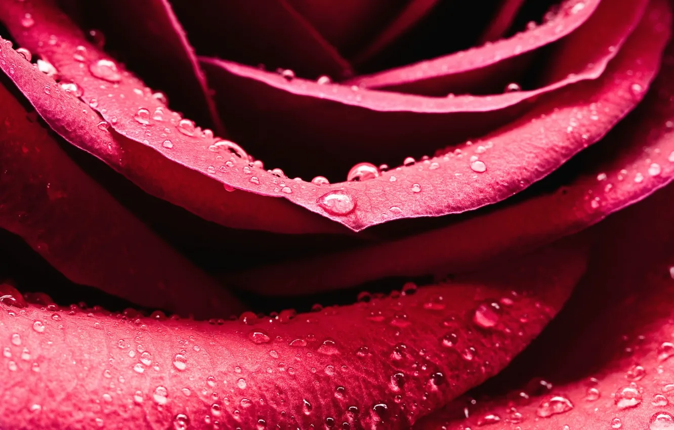 Photo wallpaper drops, Rosa, rose, petals