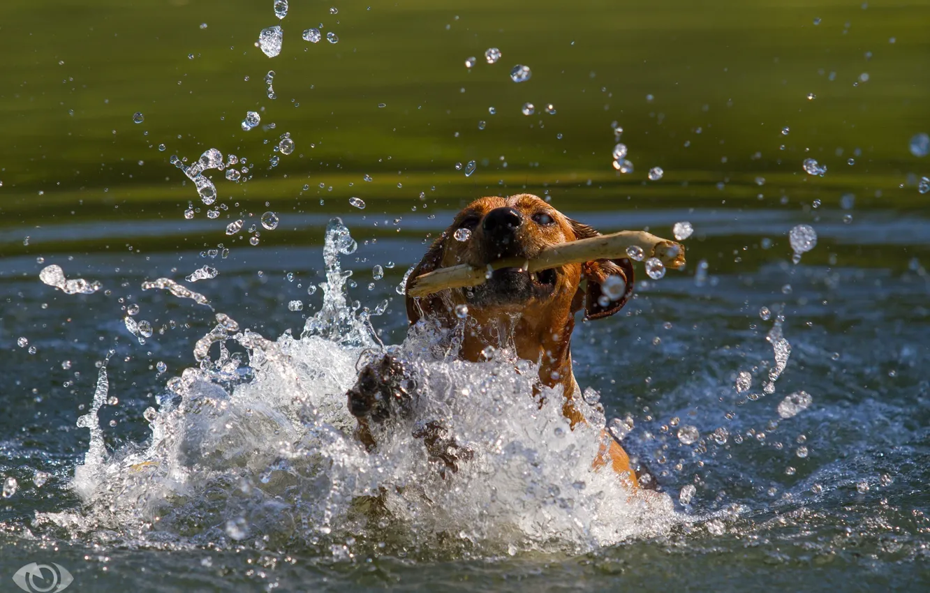 Photo wallpaper face, squirt, movement, the game, dog, mouth, pond, stick