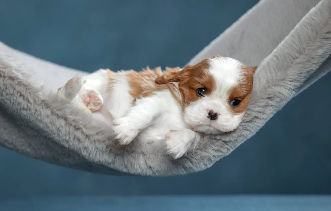 Photo wallpaper background, dog, hammock, puppy, fur, Cavalier-king-Charles-Spaniel, Svetlana Pisareva