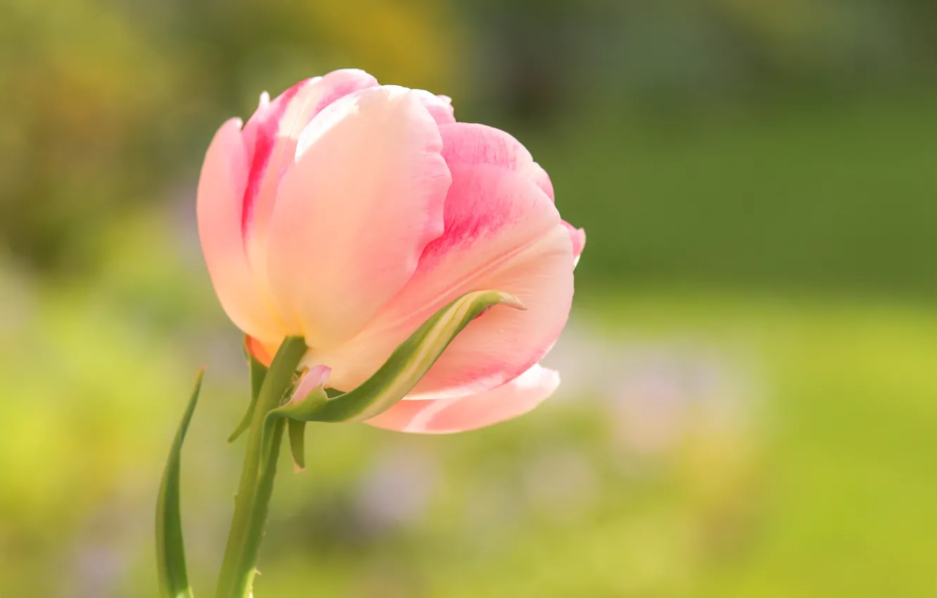 Photo wallpaper flower, macro, background, pink, Tulip, spring, Bud, Terry