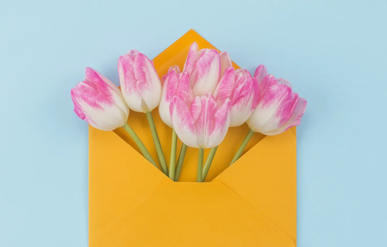 Photo wallpaper flowers, bouquet, tulips, pink, fresh, pink, flowers, the envelope