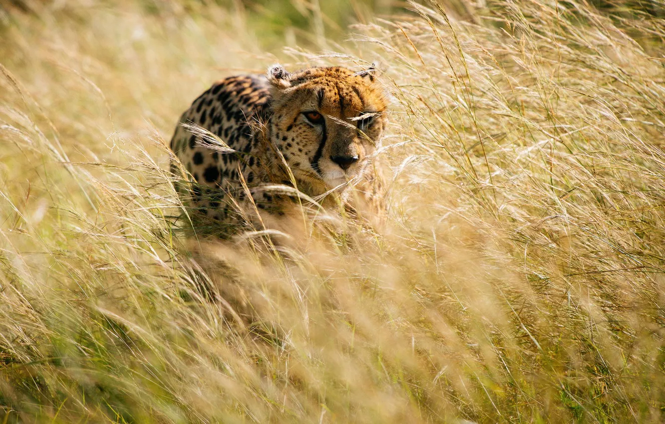 Photo wallpaper grass, Cheetah, Africa, hunting