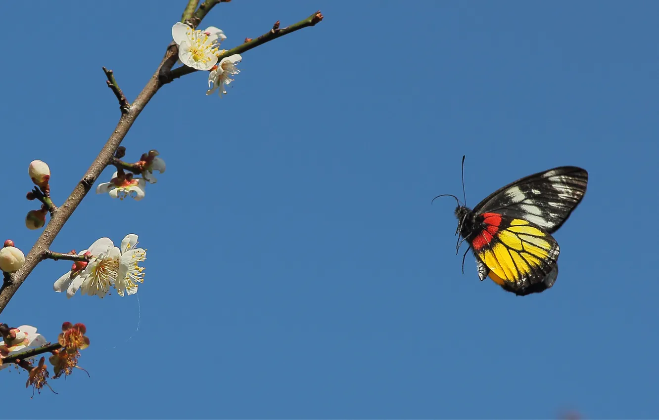 Photo wallpaper the sky, trees, flowers, branches, butterfly, wings, fruit