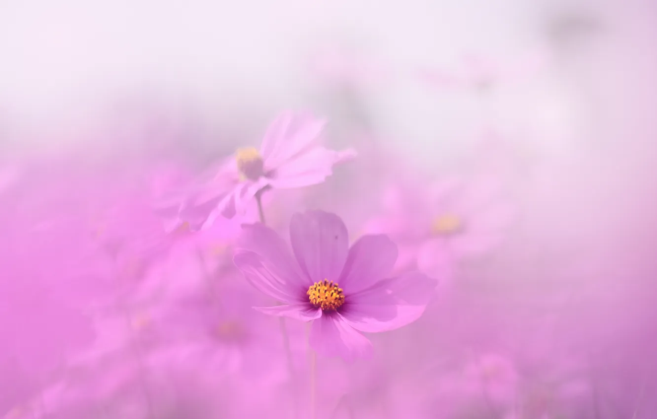 Photo wallpaper petals, meadow, haze, kosmeya