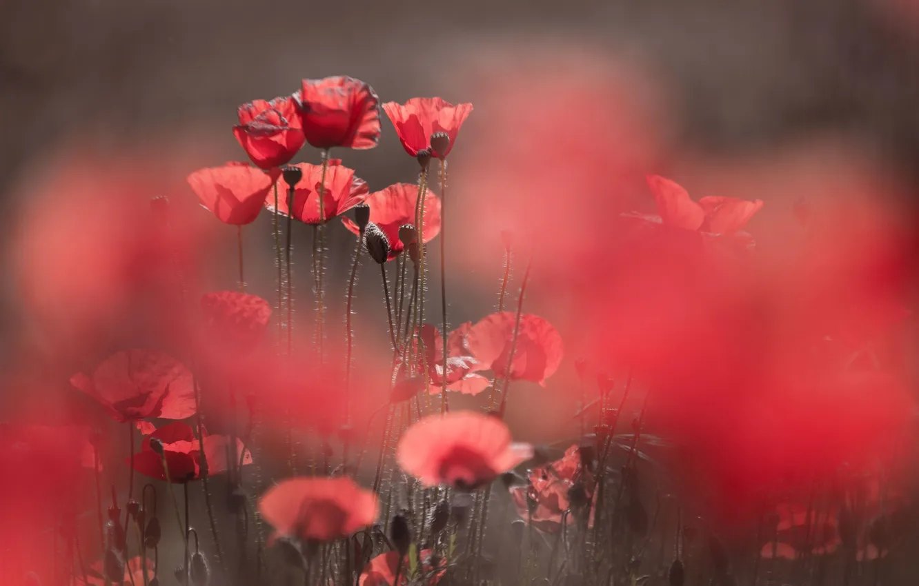 Photo wallpaper summer, nature, Maki