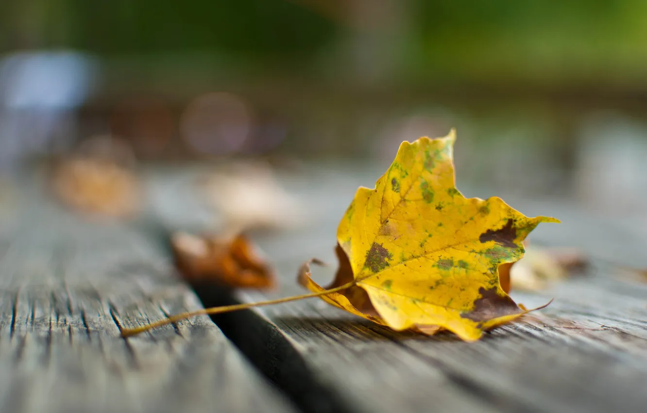 Photo wallpaper autumn, macro, yellow, leaf, blur