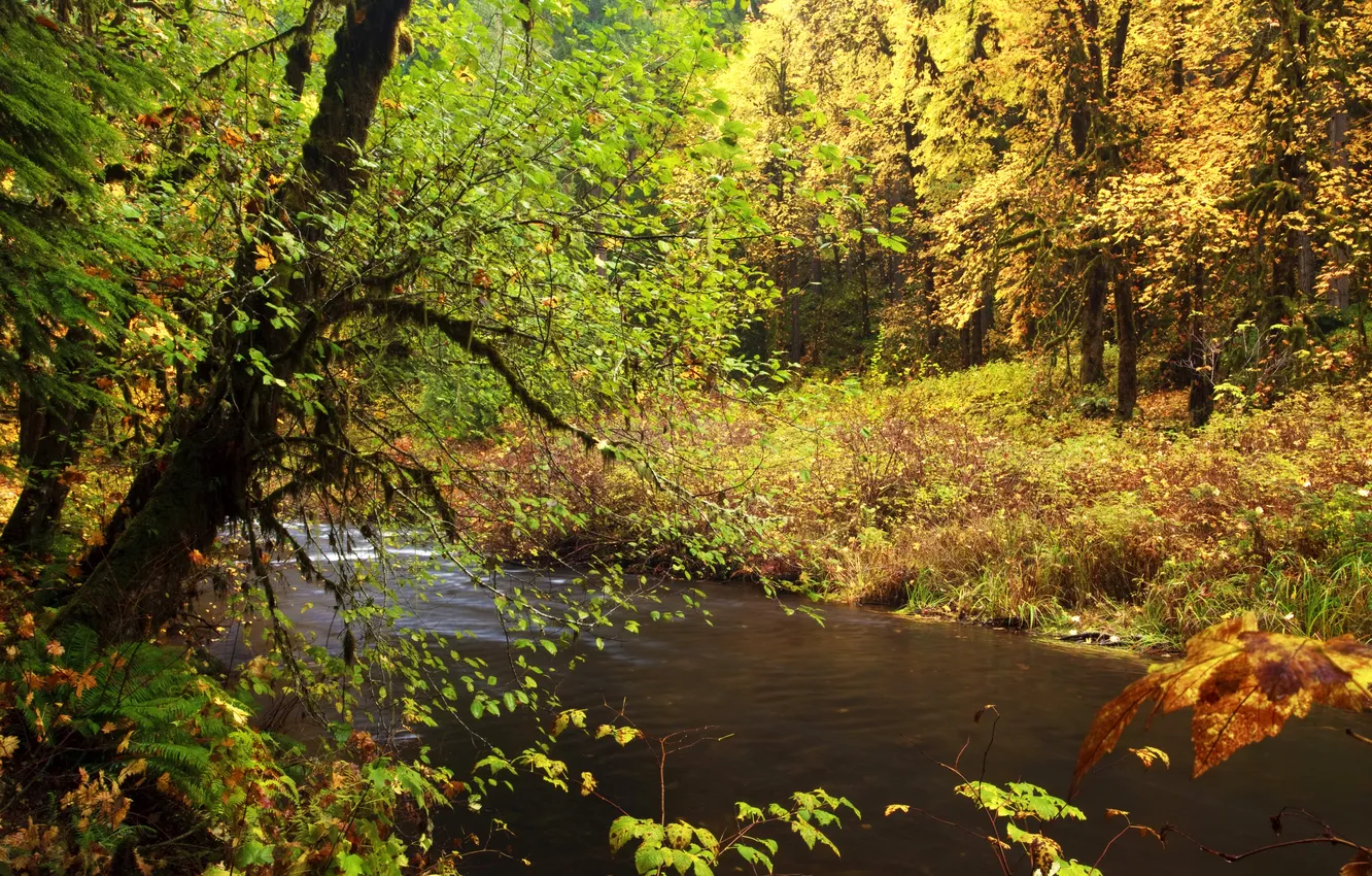 Photo wallpaper autumn, forest, leaves, trees, branches, stream