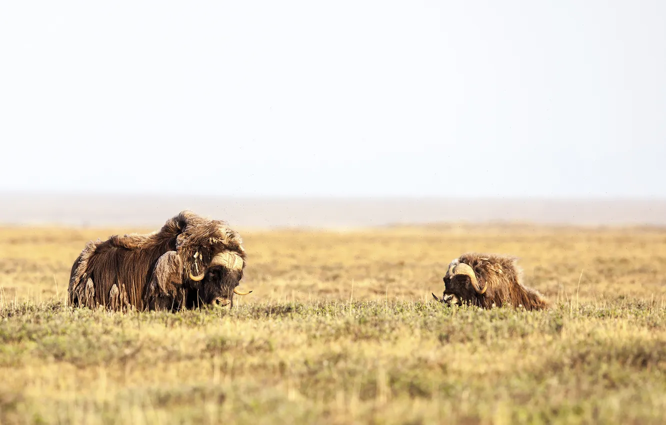 Photo wallpaper field, fog, horizon, horns, musk ox