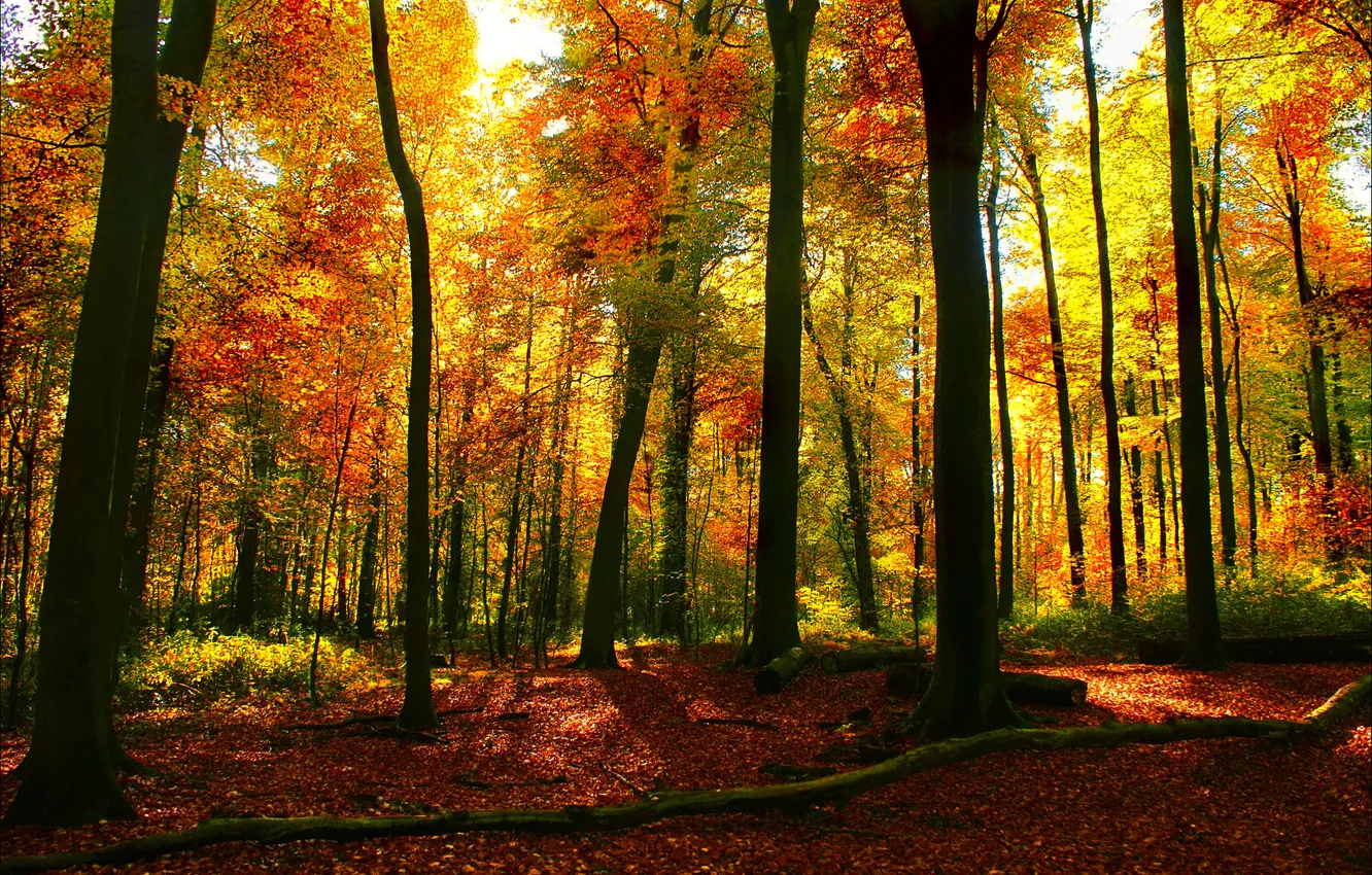 Photo wallpaper autumn, forest, leaves, trees, landscape, nature
