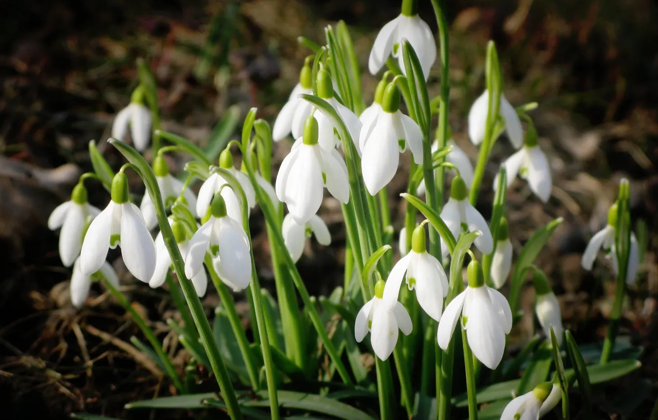 Photo wallpaper flowers, nature, spring, snowdrops, white, primrose