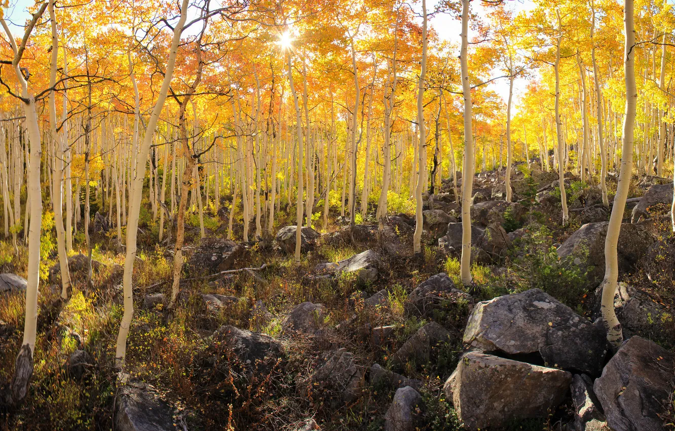 Photo wallpaper autumn, trees, stones, slope, aspen