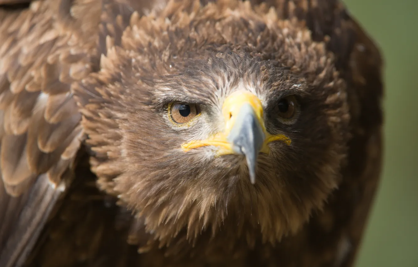 Photo wallpaper look, predator, beak, Steppe eagle