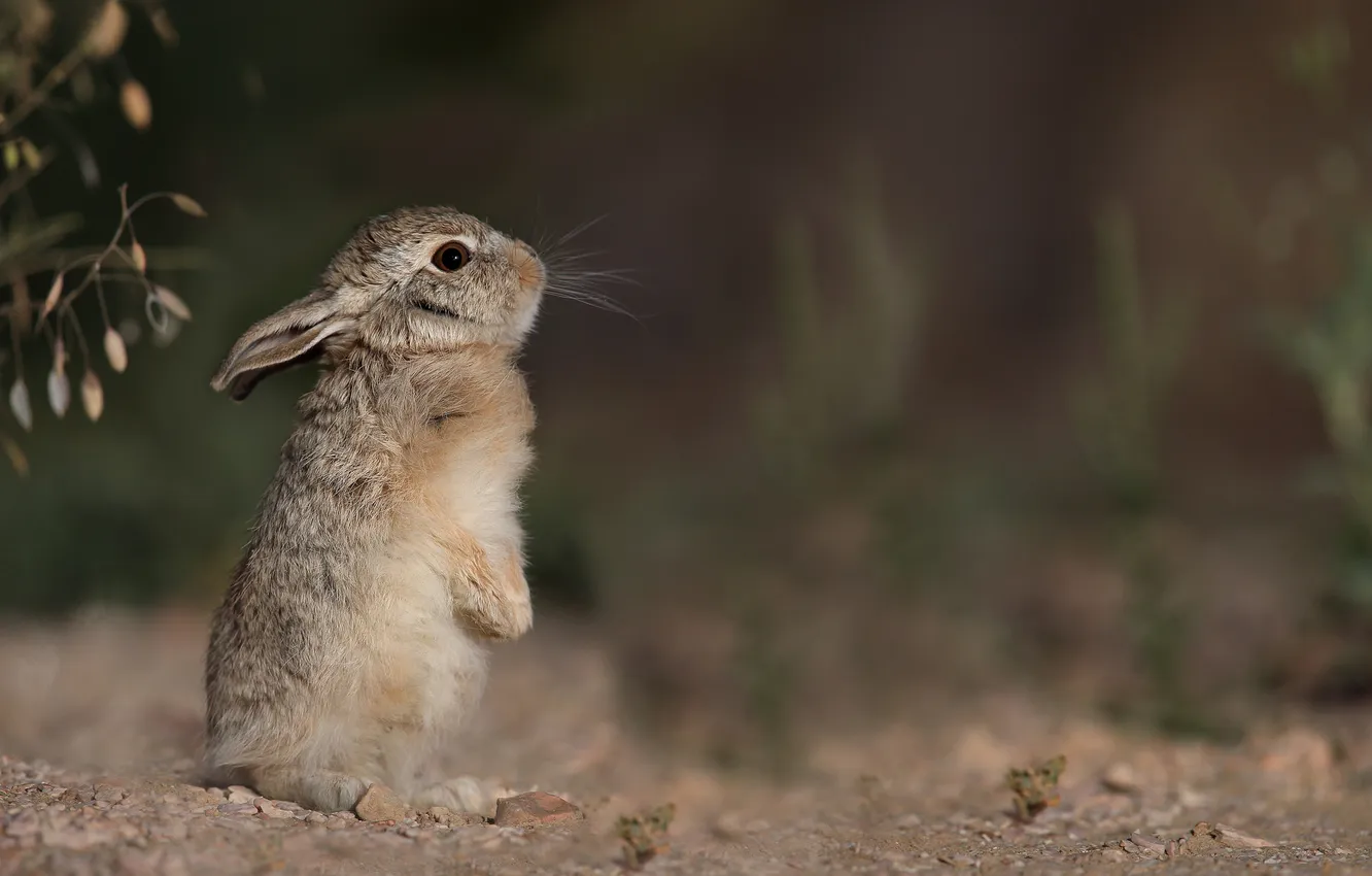 Photo wallpaper grey, background, profile, Bunny, hare