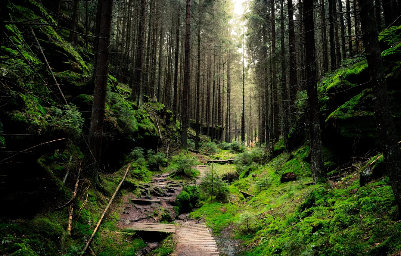 Photo wallpaper forest, grass, trees, branches, nature, the rise, track, the bridge