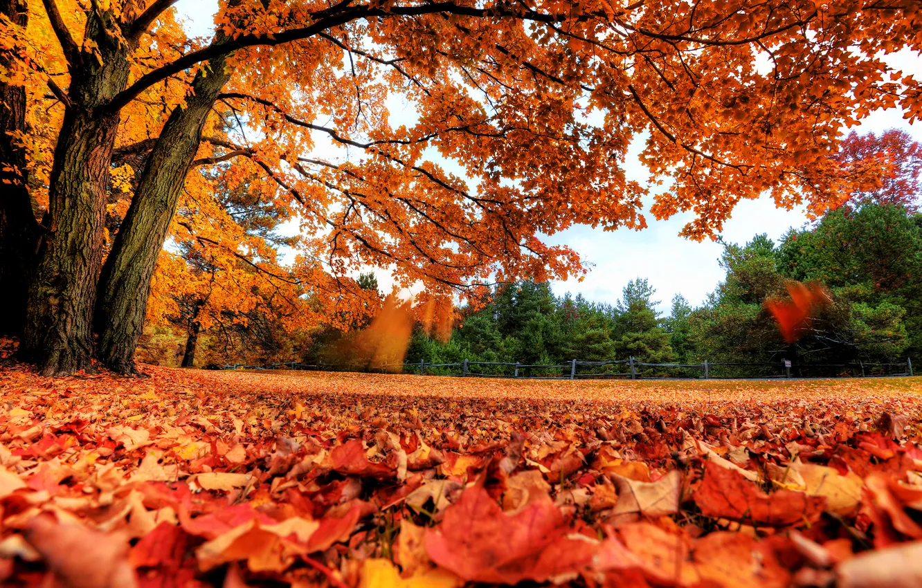 Photo wallpaper autumn, leaves, trees