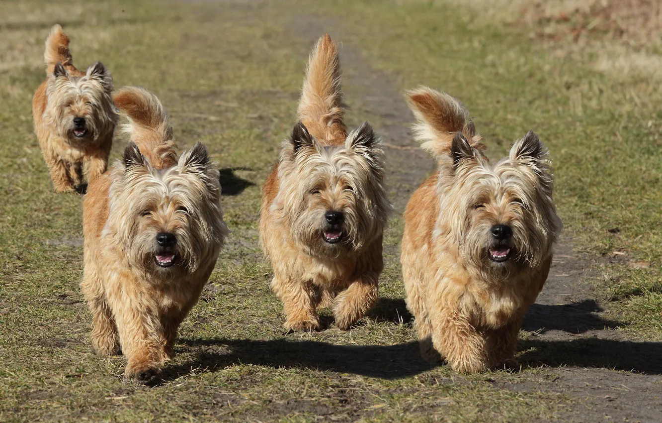 Photo wallpaper grass, dogs, buddies, tail wagging