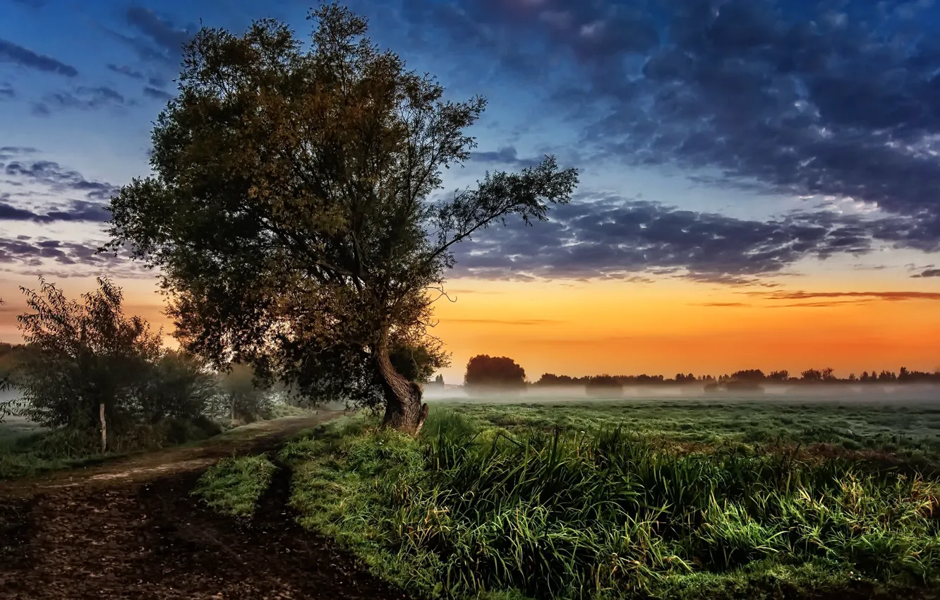 Photo wallpaper road, trees, dawn