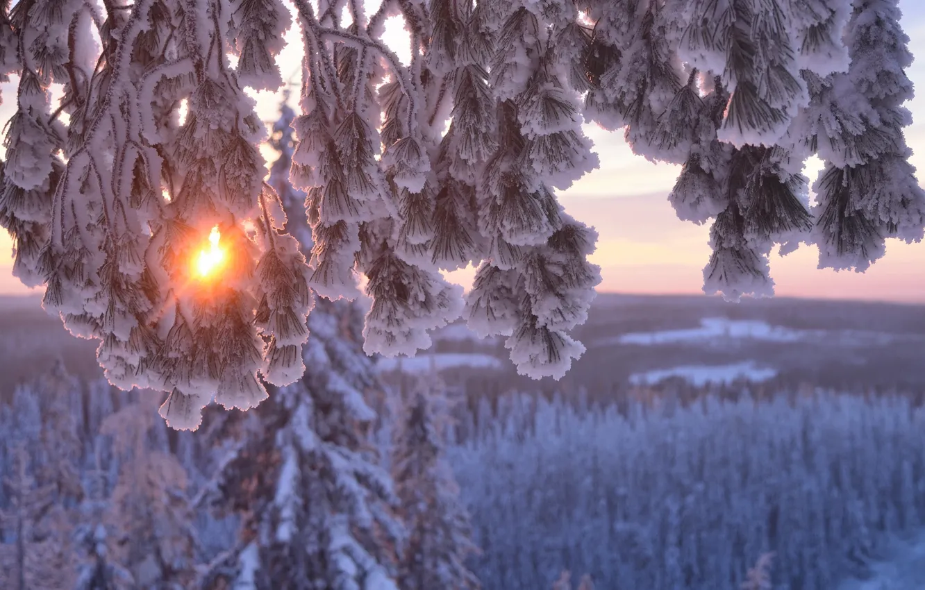 Photo wallpaper winter, the sun, snow, trees, branches, nature, pine, Hannu Koskela