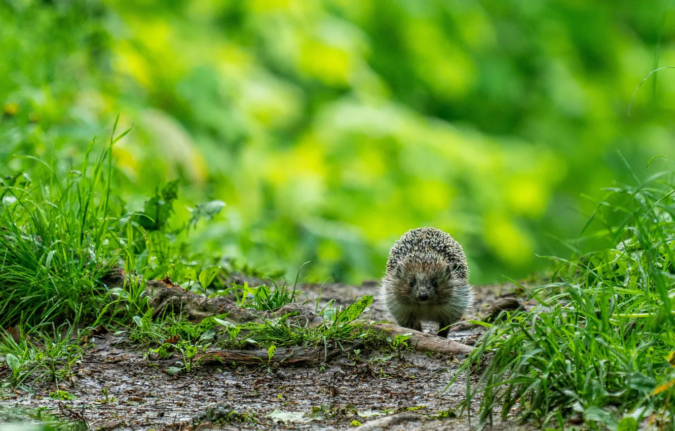 Photo wallpaper path, hedgehog, blur bokeh, green grass