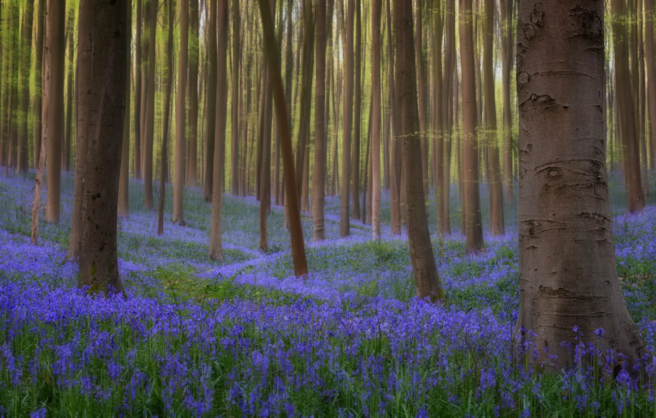 Photo wallpaper forest, trees, flowers, spring, bells, a lot, lilac