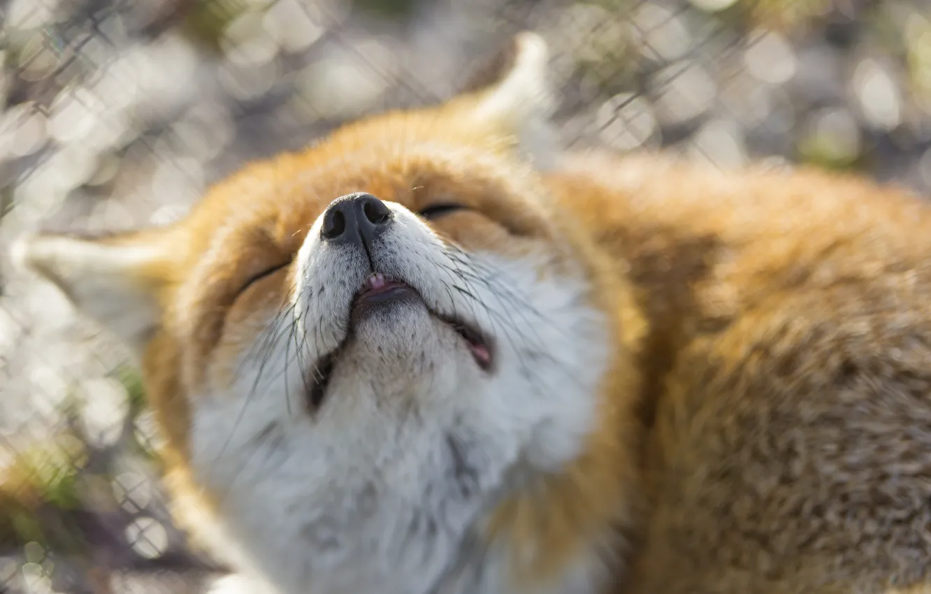 Photo wallpaper face, the sun, spring, nose, Fox, Fox, ©Tambako The Jaguar