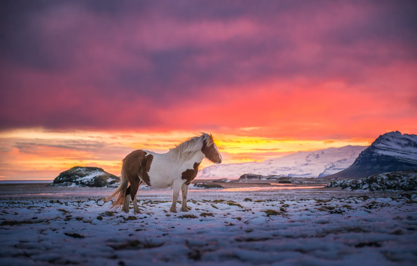 Photo wallpaper the sky, snow, mountains, the wind, paint, horse, Iceland