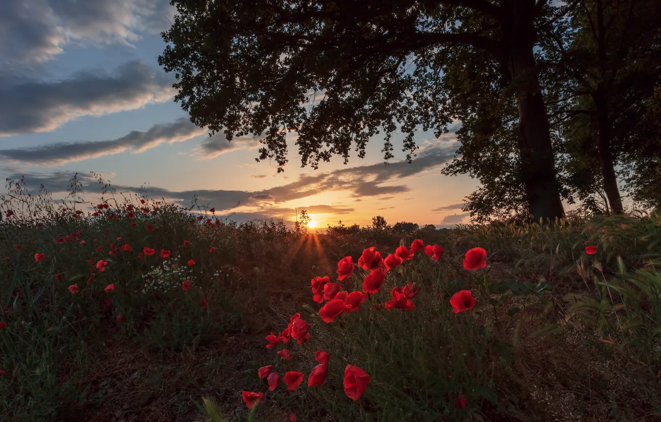 Photo wallpaper field, summer, the sun, clouds, sunset, flowers, branches, tree