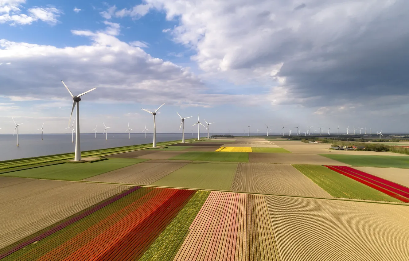 Photo wallpaper field, tulips, windmills