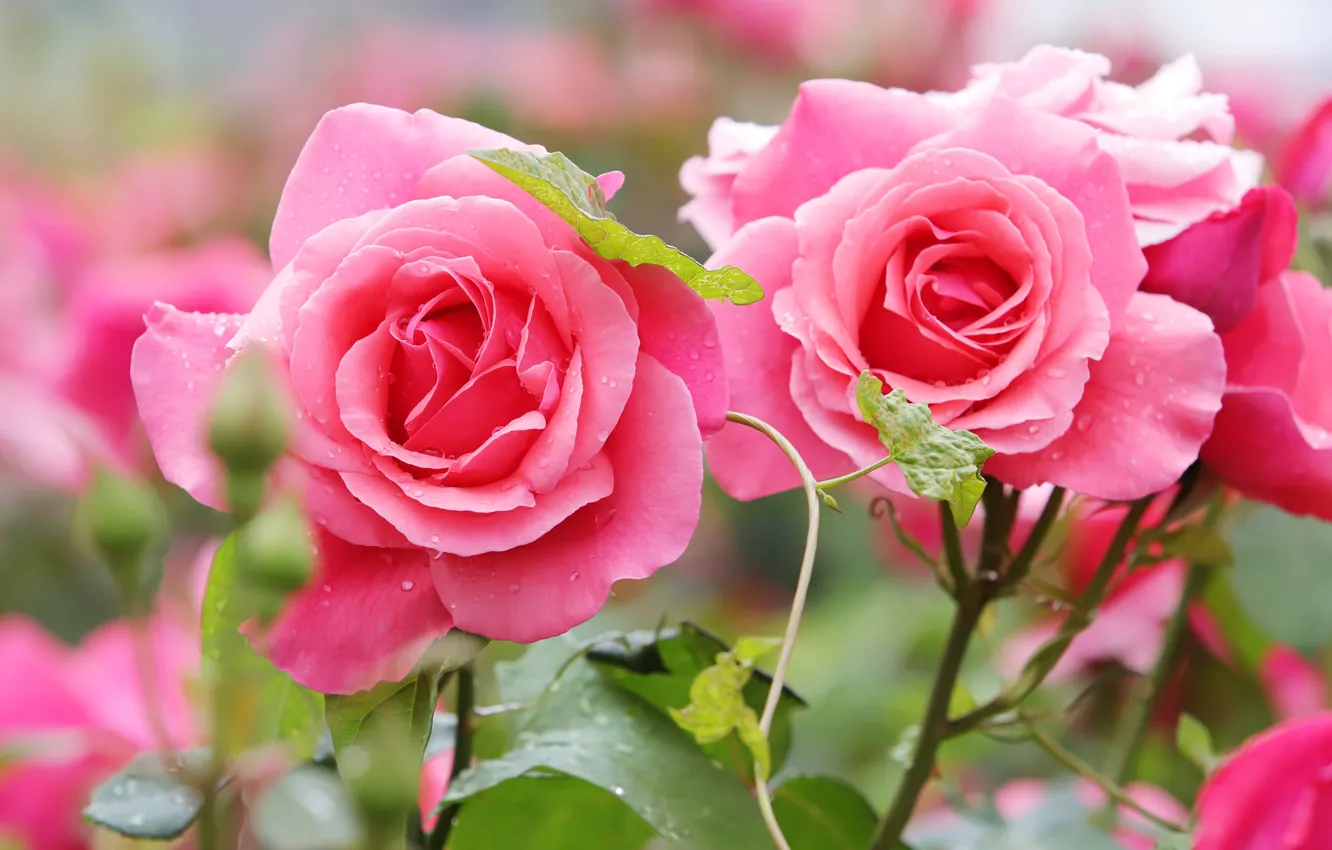 Photo wallpaper flowers, roses, pink, Duo