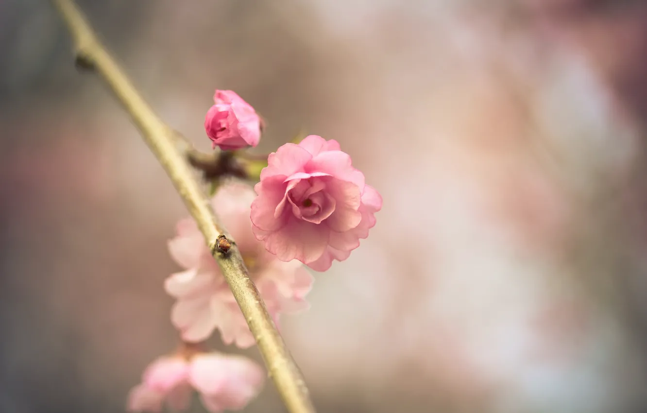 Photo wallpaper flower, macro, pink, branch, spring, Sakura, bokeh