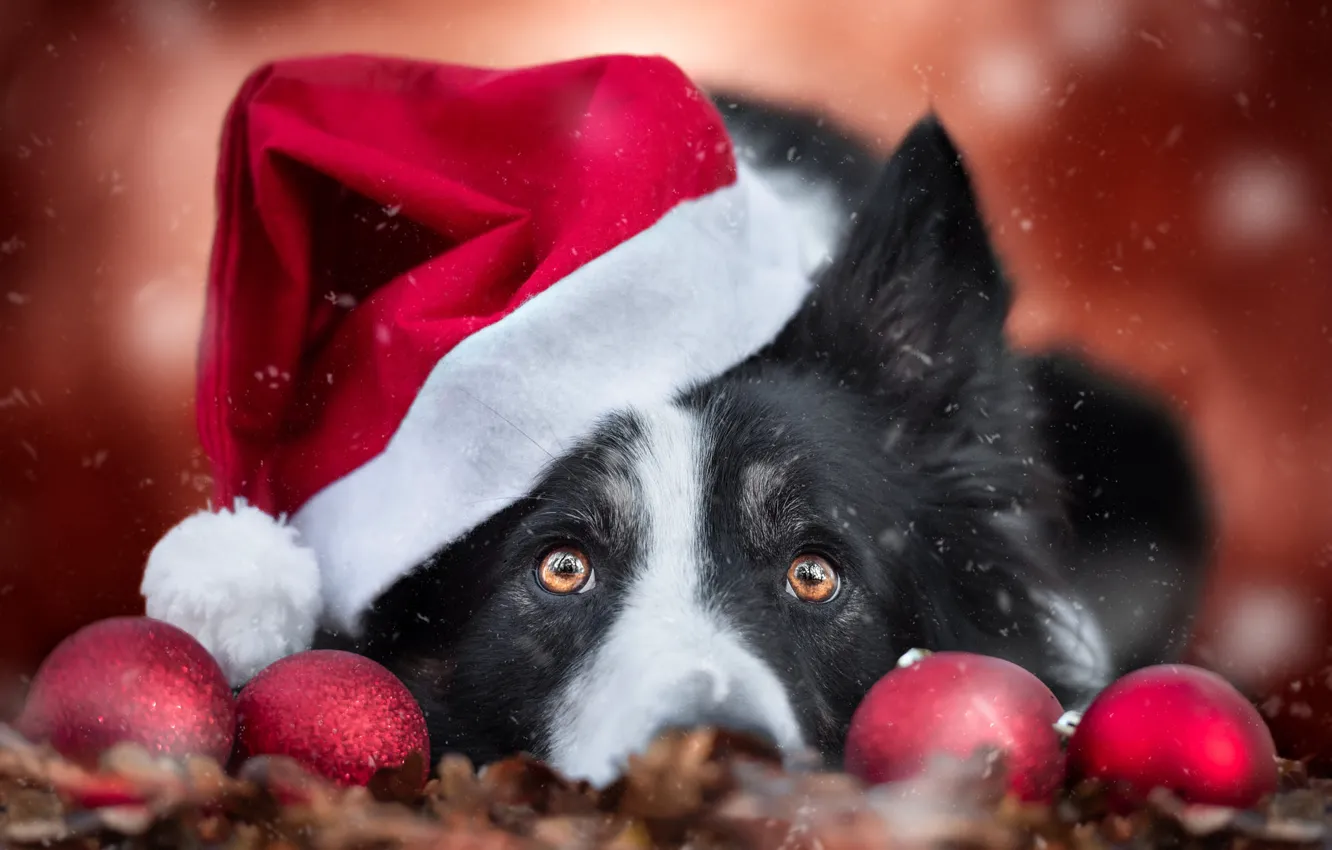 Photo wallpaper look, balls, red, new year, portrait, dog, Christmas, lies