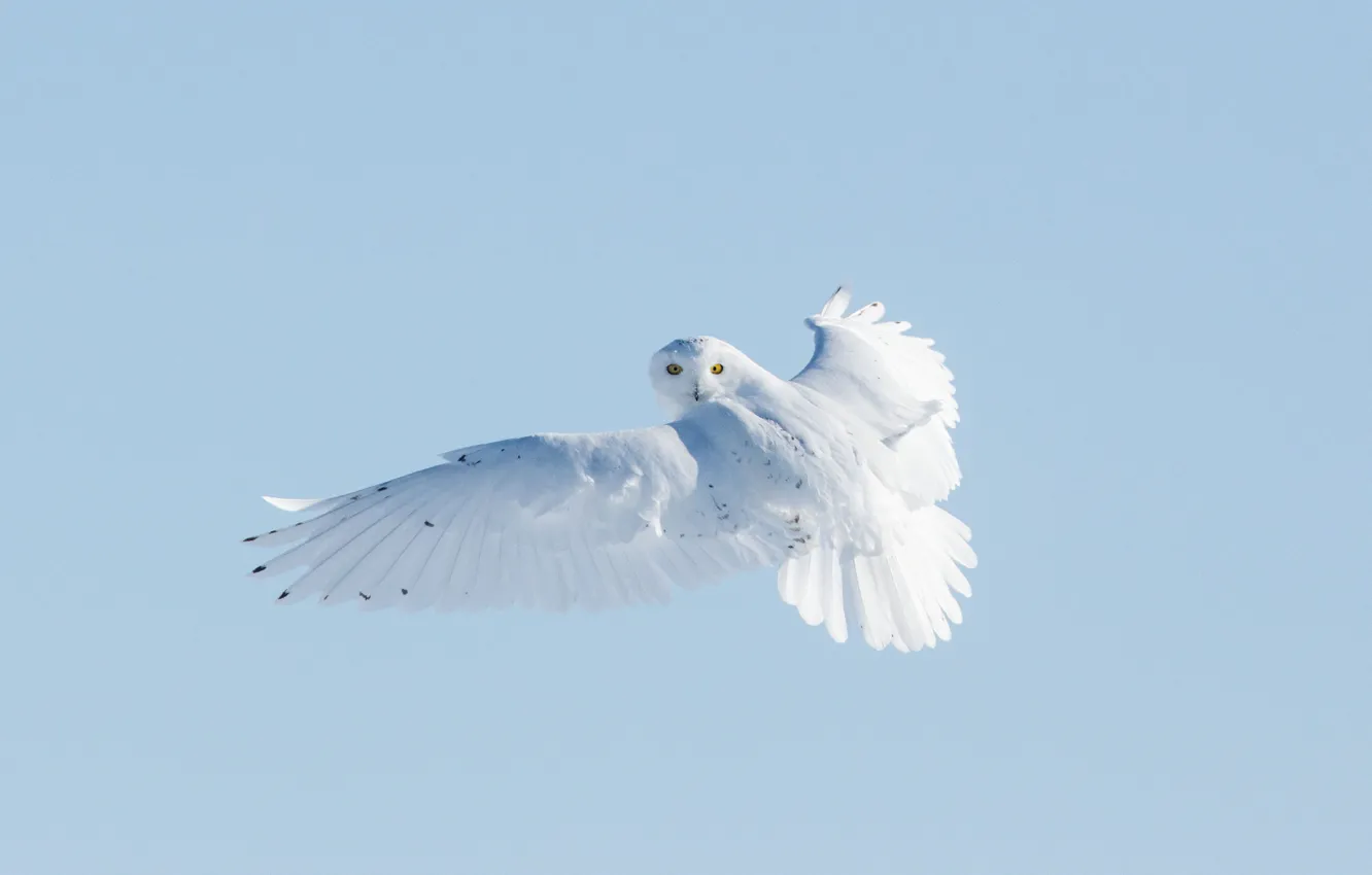 Photo wallpaper winter, white, look, flight, owl, bird, wings, blue sky