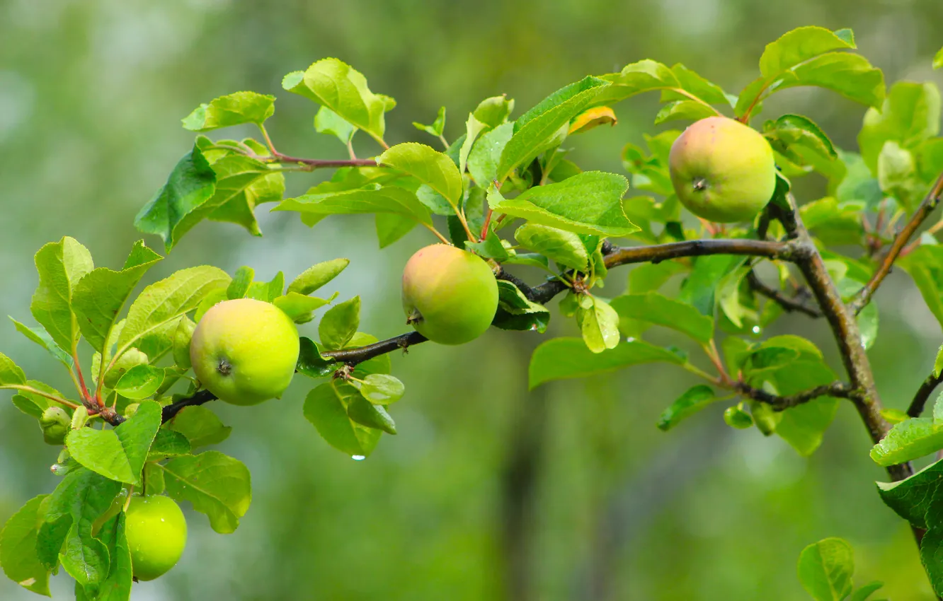 Photo wallpaper tree, fruit, apples, twig