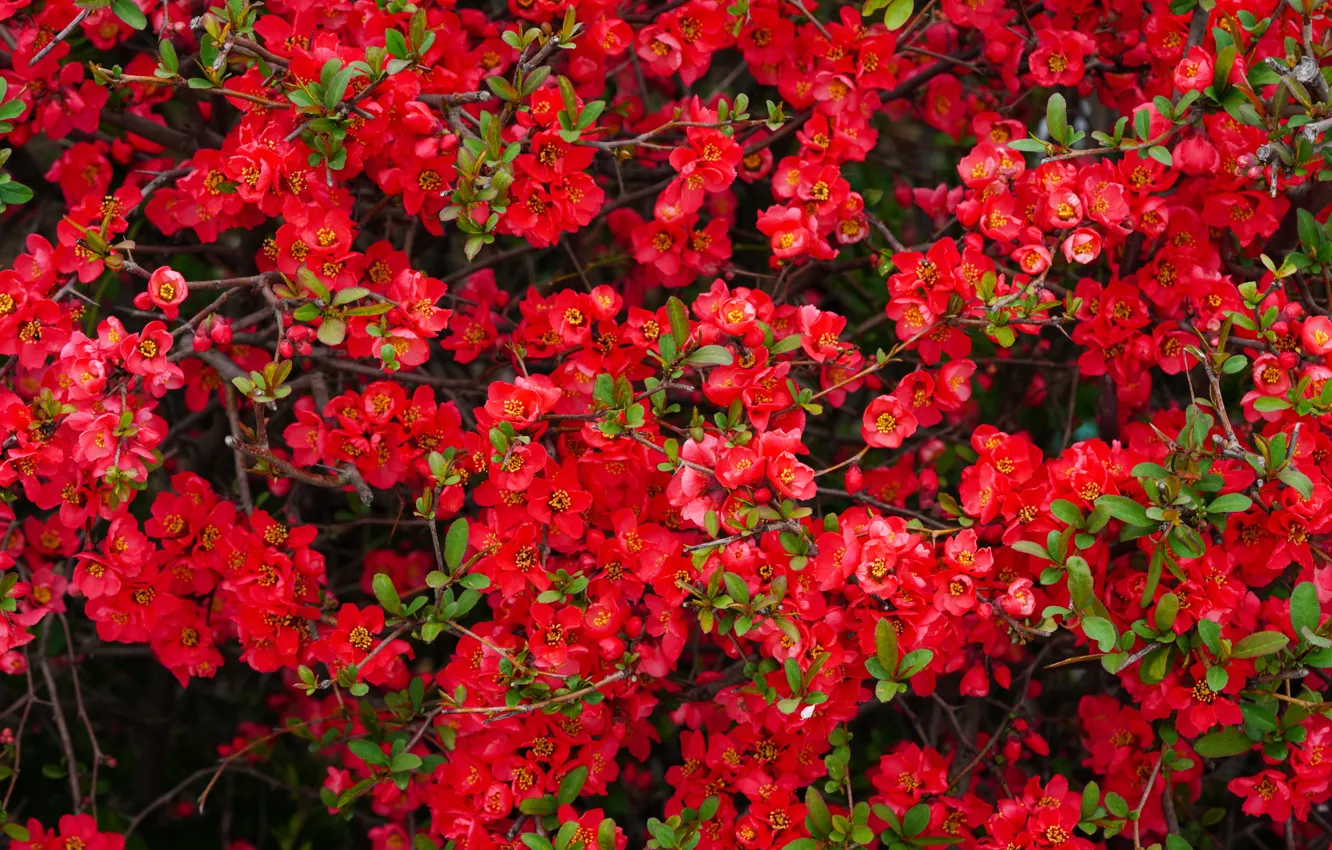 Photo wallpaper flowers, red, flowering, a lot, quince