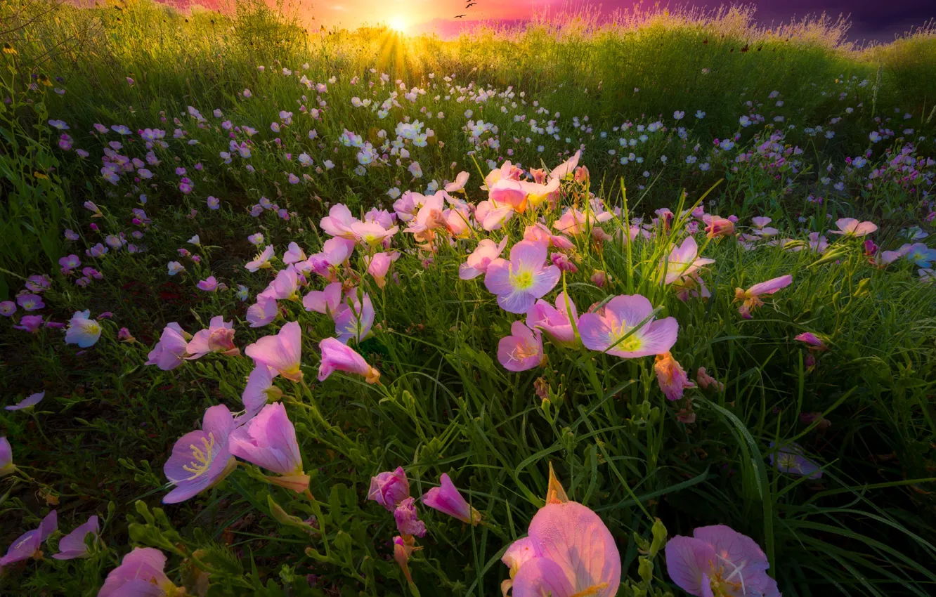 Photo wallpaper field, summer, grass, the sun, flowers, glade, pink, escholzia