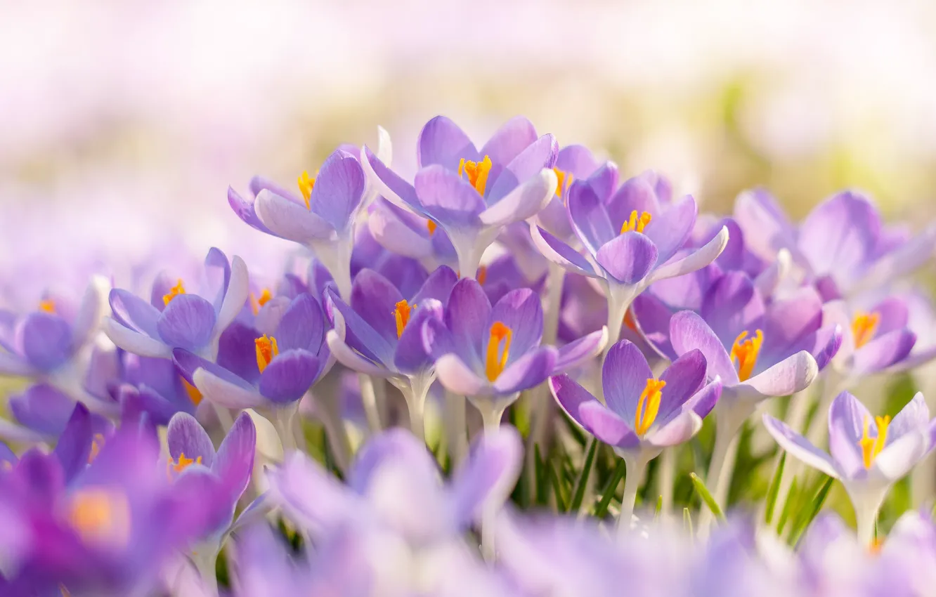 Photo wallpaper light, flowers, spring, crocuses, a lot, lilac