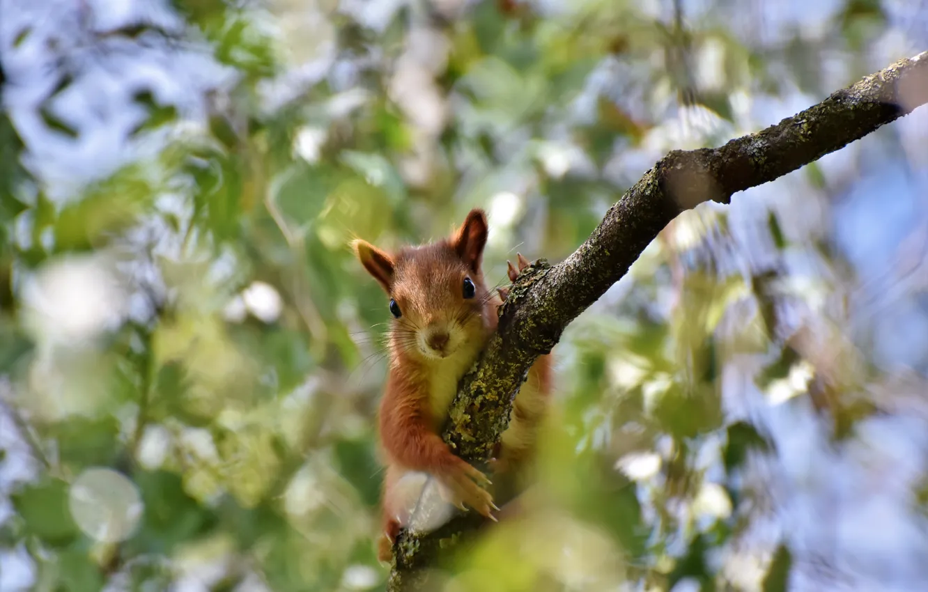 Photo wallpaper branches, nature, animal, foliage, protein, animal, rodent