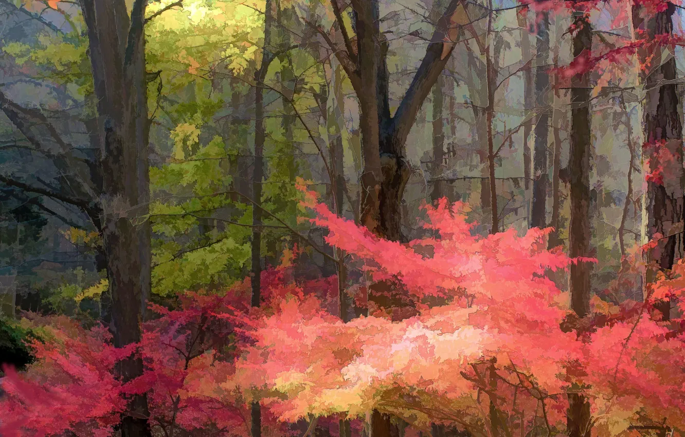 Photo wallpaper forest, trees, nature, art